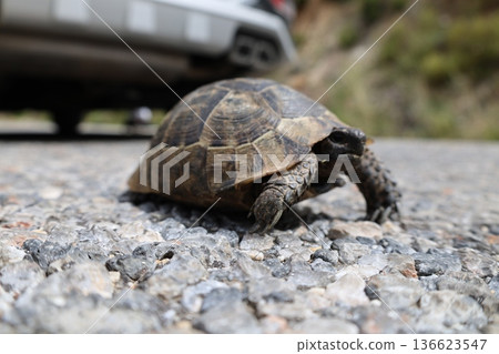Turtle rocky terrain.Tortoise amidst grass. High quality photo Turtle rocky terrain.Tortoise amidst grass. High quality photo 136623547