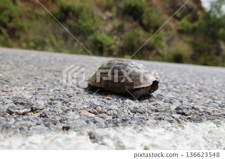 Turtle rocky terrain.Tortoise amidst grass. High quality photo Turtle rocky terrain.Tortoise amidst grass. High quality photo 136623548