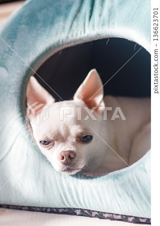 Chihuahua relaxing in a pet bed Chihuahua relaxing in a pet bed 136623701