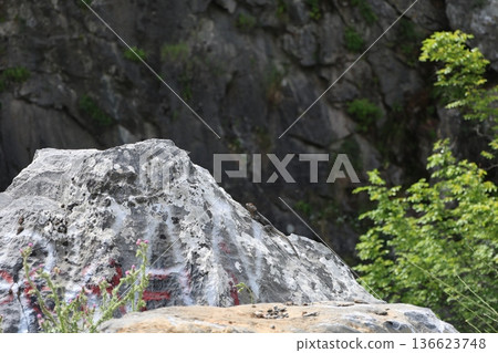 Rocky cliff with graffiti and a lizard. High quality photo 136623748