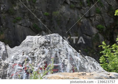 Rocky cliff with graffiti and a lizard. High quality photo Rocky cliff with graffiti and a lizard. High quality photo 136623757