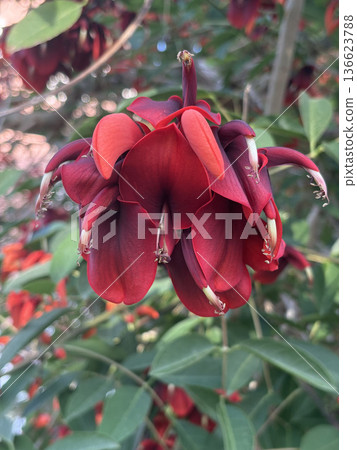 Red tropical flowers. High quality photo Red tropical flowers. High quality photo 136623788