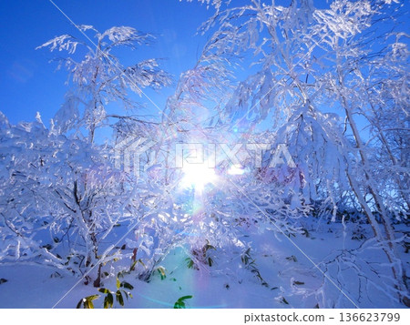 陽光透過長野縣貓嶽山上覆蓋著霜雪的樹木灑下。 136623799