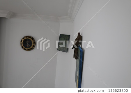 a bird flew into the room.turtle dove amazing photo.bird unexpected moment a bird flew into the room.turtle dove amazing photo.bird unexpected moment 136623800