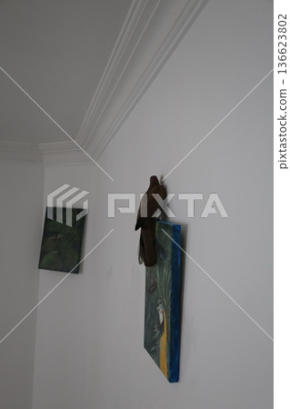 a bird flew into the room.turtle dove amazing photo.bird unexpected moment 136623802