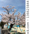 Yoshino cherry blossoms blooming in the spring park 136623844