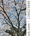 Cherry tree in full bloom 136623846