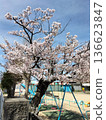 A park under the cherry blossoms in full bloom 136623847