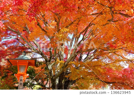秋季的禪寶寺寺院 秋季的禪寶寺寺院 136623945