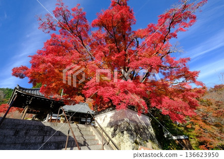 秋季的禪寶寺寺院 136623950
