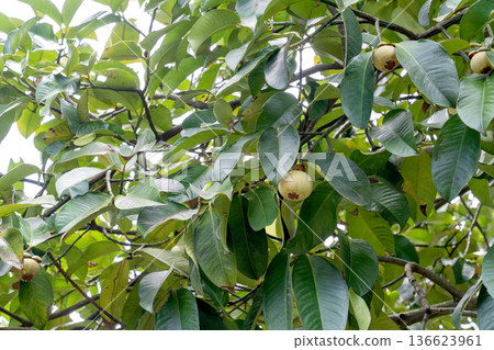 unripe green mangosteen fruits on a tree branch surrounded by lush green tropical leaves. Natural sunlight illuminates the orchard. Queen of fruits in its natural habitat during growing season. unripe green mangosteen fruits on a tree branch surrounded by lush green tropical leaves. Natural sunlight illuminates the orchard. Queen of fruits in its natural habitat during growing season. 136623961