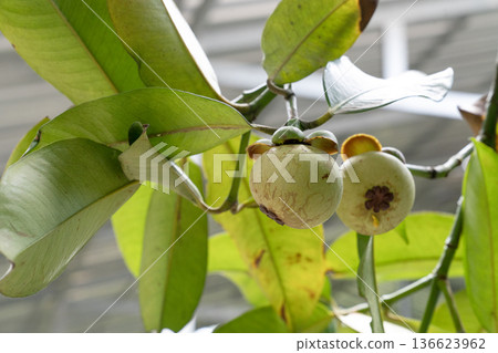 Close-up of young, unripe green mangosteen fruits hanging from a tree branch surrounded by lush green leaves. Tropical fruit growing in a natural garden orchard environment during bright daylight. 136623962