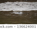 Wild birds playing by the river 136624001