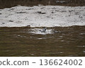 Wild birds playing by the river 136624002