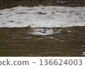 Wild birds playing by the river 136624003
