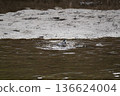 Wild birds playing by the river 136624004