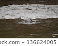 Wild birds playing by the river 136624005