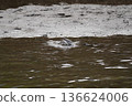 Wild birds playing by the river 136624006
