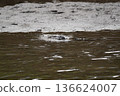 Wild birds playing by the river 136624007