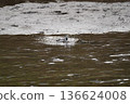 Wild birds playing by the river 136624008