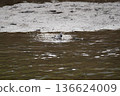 Wild birds playing by the river 136624009
