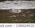 Wild birds playing by the river 136624010