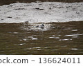 Wild birds playing by the river 136624011