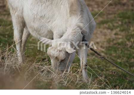 Goat Goat 136624014