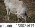 Goat  136624015