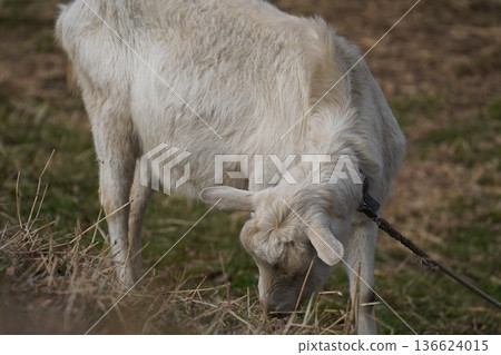 Goat Goat 136624015