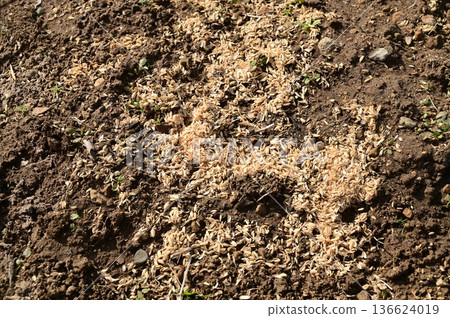 Rice husks and mulch scattered on the field 136624019