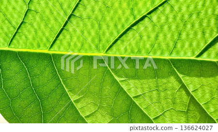 vibrant green leaf macro closeup revealing intricate vein patterns and textured surface for nature wallpaper and eco banner background vibrant green leaf macro closeup revealing intricate vein patterns and textured surface for nature wallpaper and eco banner background 136624027