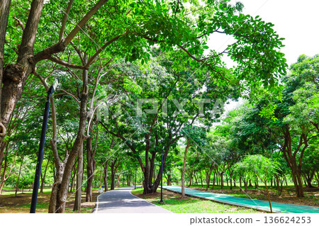 綠色公園風光 綠色公園風光 136624253
