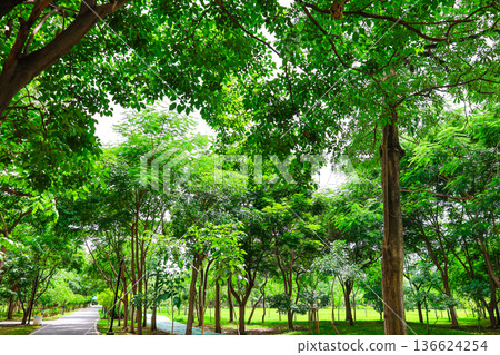 綠色公園風光 136624254