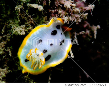 一種海參 一種海參 136624271