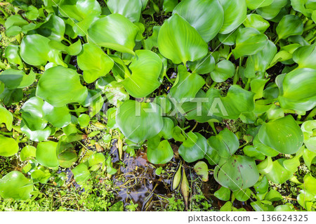 生長茂密的水生植物，鳳眼蓮 136624325