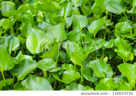 生長茂密的水生植物，鳳眼蓮 136624330