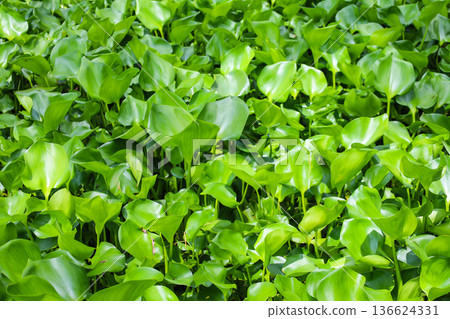 生長茂密的水生植物，鳳眼蓮 136624331