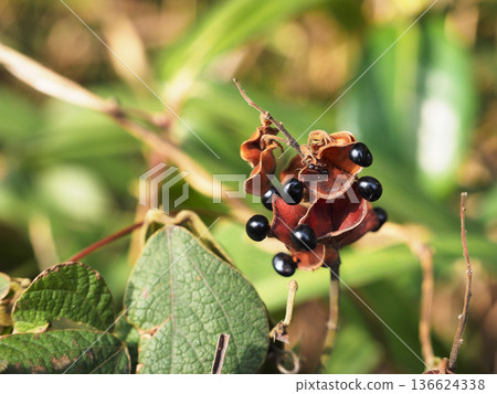 Tankiri豆 136624338