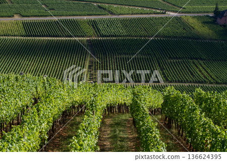alsacian vineyard 136624395