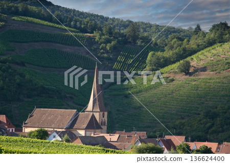 alsacian vineyard 136624400