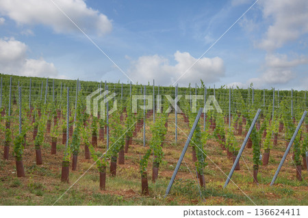 alsacian vineyard alsacian vineyard 136624411