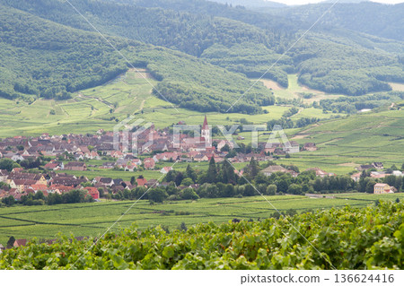 alsacian vineyard 136624416