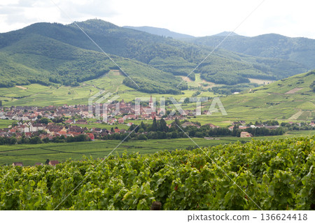 alsacian vineyard 136624418