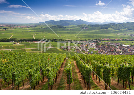 alsacian vineyard 136624421