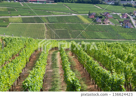 alsacian vineyard alsacian vineyard 136624423