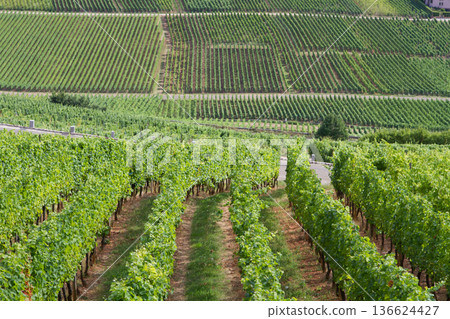 alsacian vineyard 136624427