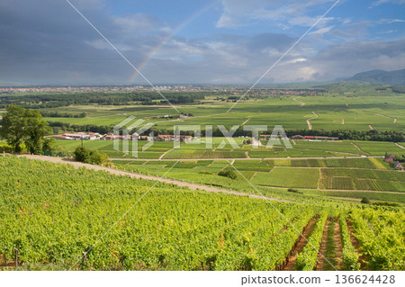 alsacian vineyard alsacian vineyard 136624428