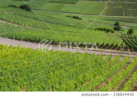 alsacian vineyard 136624430
