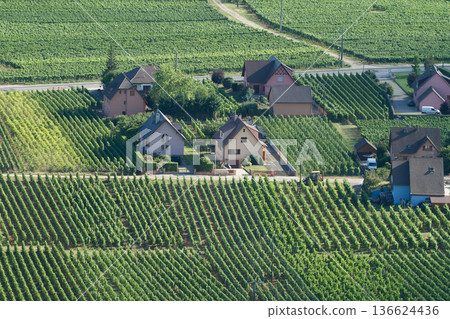 alsacian vineyard 136624436